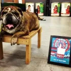 Business 5 image CALI K9 SAN FRANCISCO in San Francisco CA