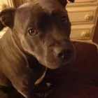 Business 6 image CALI K9 SAN FRANCISCO in San Francisco CA