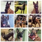 Business 7 image CALI K9 SAN FRANCISCO in San Francisco CA