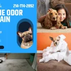 Business 7 image CARPET CLEANING DALLAS TX in Dallas TX