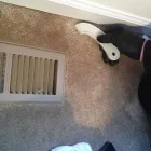 Business 3 image CARPET CLEANING PERRY HALL MD Upholstery Cleaning in Nottingham MD