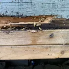 Business 1 image CASCADE PEST CONTROL - BELLEVUE WA in Bellevue WA