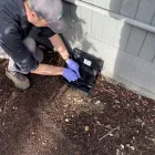 Business 3 image CASCADE PEST CONTROL - KIRKLAND/WOODINVILLE in Kirkland WA