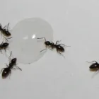 Business 4 image CASCADE PEST CONTROL - KIRKLAND/WOODINVILLE in Kirkland WA