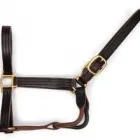 Business 3 image CENTRAL KENTUCKY TACK AND LEATHER in Lexington KY