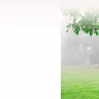 Business 6 image CHICAGO TREE SERVICES Tree Service in Chicago IL