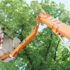Business 1 image CHICAGO TREE SERVICES Tree Service in Chicago IL