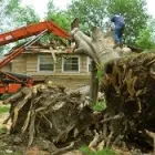 Business 2 image CHICAGO TREE SERVICES Tree Service in Chicago IL