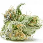 Business 3 image CITY BUDZ DISPENSARY Cannabis Dispensaries in Oklahoma City OK