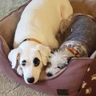 Business 1 image CITY DOGS GROCERY - SPEEDWAY in Speedway IN