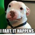 Business 2 image CITY DOGS GROCERY - SPEEDWAY in Speedway IN