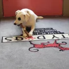 Business 4 image CITY DOGS GROCERY - SPEEDWAY in Speedway IN