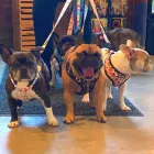 Business 5 image CITY DOGS GROCERY - SPEEDWAY in Speedway IN