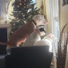 Business 7 image CITY DOGS GROCERY - SPEEDWAY in Speedway IN