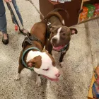 Business 8 image CITY DOGS GROCERY - SPEEDWAY in Speedway IN