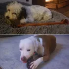 Business 9 image CITY DOGS GROCERY - SPEEDWAY in Speedway IN