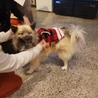 Business 10 image CITY DOGS GROCERY - SPEEDWAY in Speedway IN