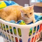 Business 32 image CITY LAUNDRY Laundromats in Lincoln NE