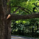 Business 6 image CITY OF TREES FENCING CO Local Fencing Contractors in Sacramento CA