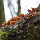 Business 7 image CITY OF TREES FENCING CO Local Fencing Contractors in Sacramento CA