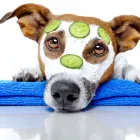 Business 5 image CITY VETERINARY HOSPITAL Veterinary Specialty Services in San Antonio TX