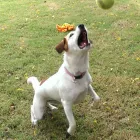 Business 2 image CITY VETERINARY HOSPITAL Veterinary Specialty Services in San Antonio TX