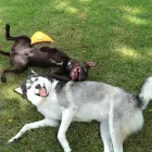 Business 4 image CITY VETERINARY HOSPITAL Veterinary Specialty Services in San Antonio TX