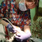 Business 7 image CLAIREMONT VILLAGE PET CLINIC Veterinary Clinics & Hospitals in San Diego CA