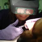 Business 8 image CLAIREMONT VILLAGE PET CLINIC Veterinary Clinics & Hospitals in San Diego CA