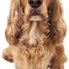 Business 2 image CLAIREMONT VILLAGE PET CLINIC Veterinary Clinics & Hospitals in San Diego CA