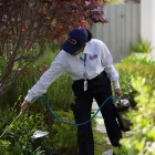 Business 25 image CLARK PEST CONTROL Whiteflies in Riverside CA