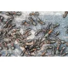 Business 3 image CLEARGATE PEST DEFENSE Pest Control Services in Winnetka CA