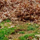 Business 1 image CLS LAWN CARE Landscape Install in Houston TX