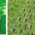 Business 2 image CLS LAWN CARE Landscape Install in Houston TX