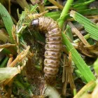 Business 6 image CLS LAWN CARE Landscape Install in Houston TX