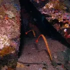 Business 7 image COLORADO SCUBA CENTER Travel & Tourism in Lakewood CO