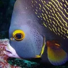 Business 9 image COLORADO SCUBA CENTER Travel & Tourism in Lakewood CO