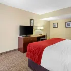 Business 14 image COMFORT INN ST PETERSBURG NORTH in Saint Petersburg FL