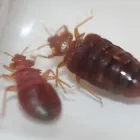 Business 8 image COMPASS PEST MANAGEMENT Termite Control in Riverside CA