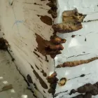 Business 18 image COMPASS PEST MANAGEMENT in Riverside CA