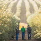 Business 4 image CORTO OLIVE Olive Oil in Stockton CA