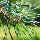 Business 1 image CURB APPEAL LAWN & TREE CARE Tree Service in Colorado Springs CO