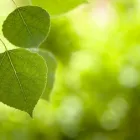 Business 3 image CURB APPEAL LAWN & TREE CARE Tree Service in Colorado Springs CO