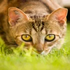 Business 2 image CUSTOM CLIPS PET GROOMING Pet Grooming in Las Vegas NV
