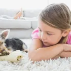 Business 4 image CYPRESS CARPET CLEANING Cleaning Services in Cypress TX