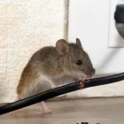 Business 1 image DALLAS PEST CONTROL SOLUTIONS in Dallas TX