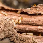 Business 2 image DALLAS PEST CONTROL SOLUTIONS in Dallas TX