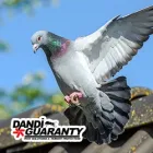Business 1 image DANDI GUARANTY PEST SOLUTIONS AND TERMITE PROTECTION Pest Control Services in Tulsa OK