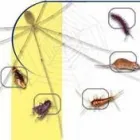 Business 3 image DC CLEANEX PEST CONTROL Spiders in Bronx NY