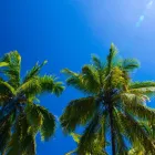 Business 1 image DELUXE TREE TRIMMING Window Supplier in San Diego CA